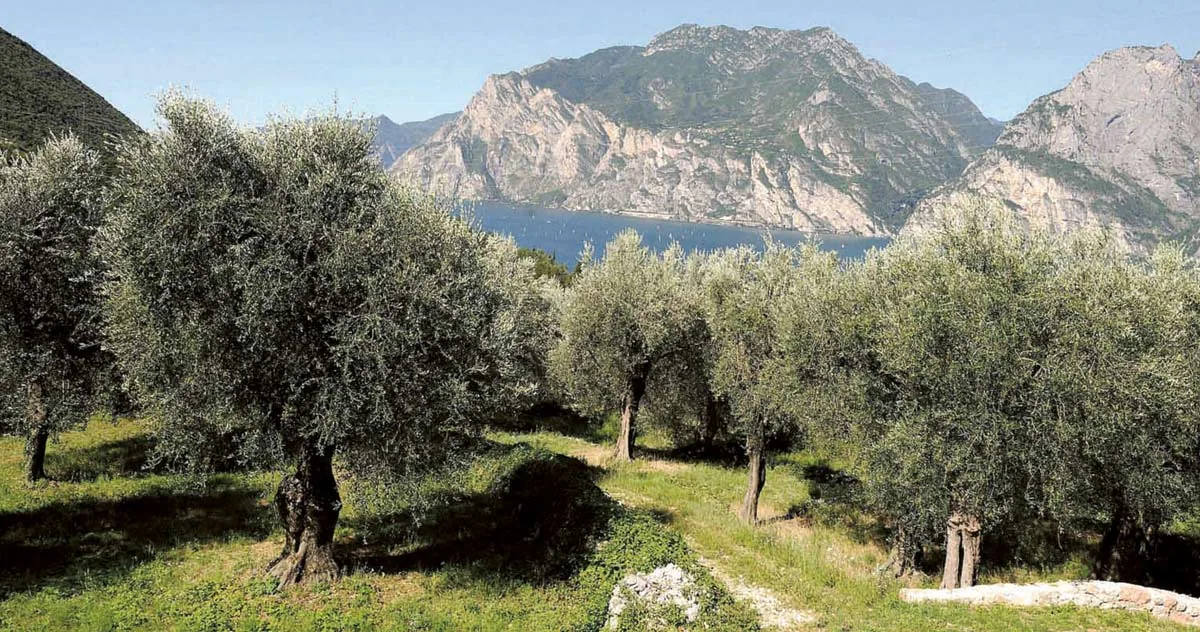 Madonna delle Vittorie vingård vid Gardasjön