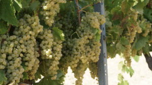 Trebbiano druva